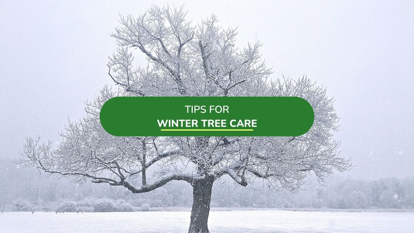 tips for winter tree care