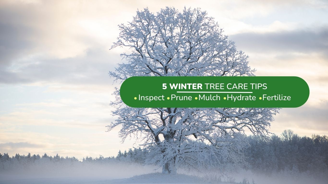 winter tree care tips