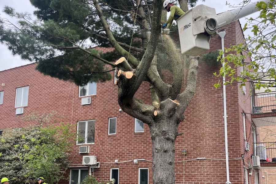 safe branch removal