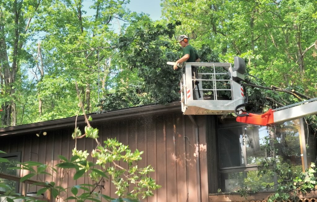 tree removal services cost new york
