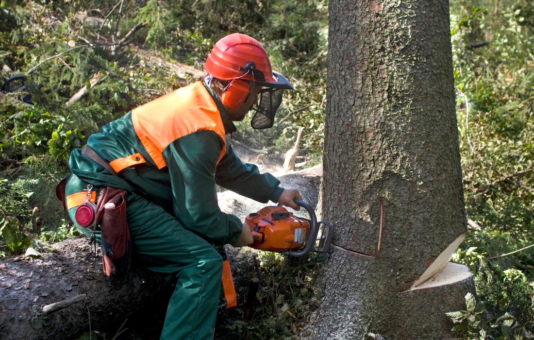 tree removal services permits new york